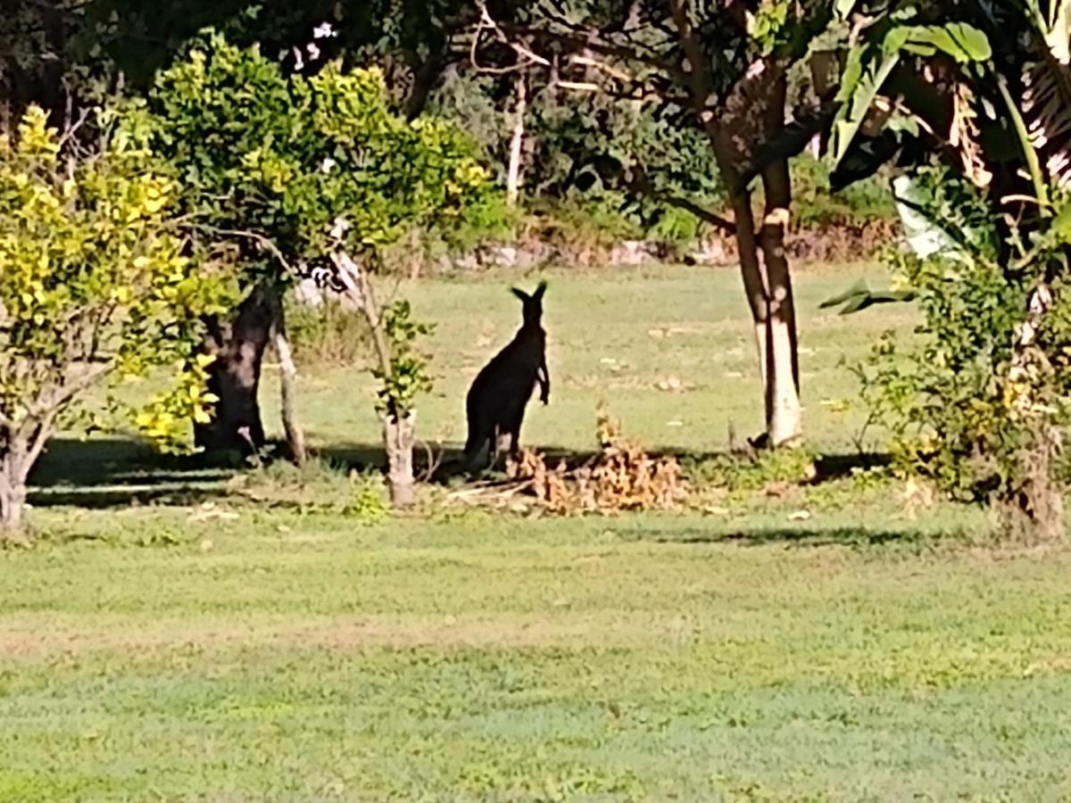 Lake Weyba Noosa Lodge & Kangaroos Peregian Beach Zewnętrze zdjęcie