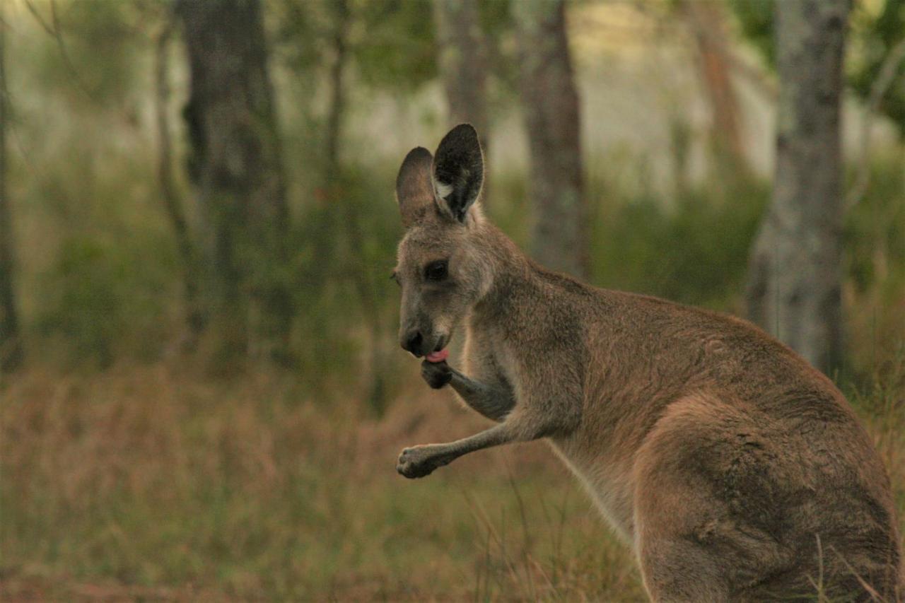 Lake Weyba Noosa Lodge & Kangaroos Peregian Beach Zewnętrze zdjęcie