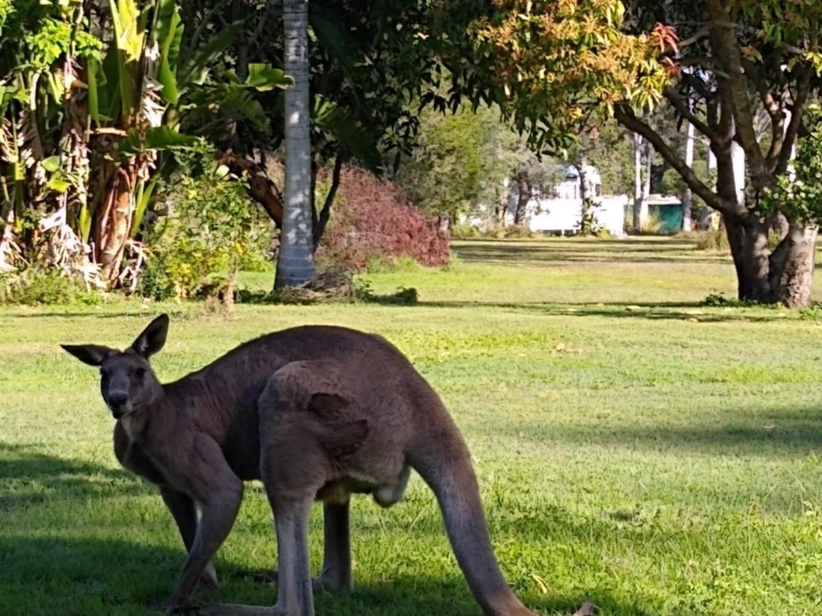 Lake Weyba Noosa Lodge & Kangaroos Peregian Beach Zewnętrze zdjęcie