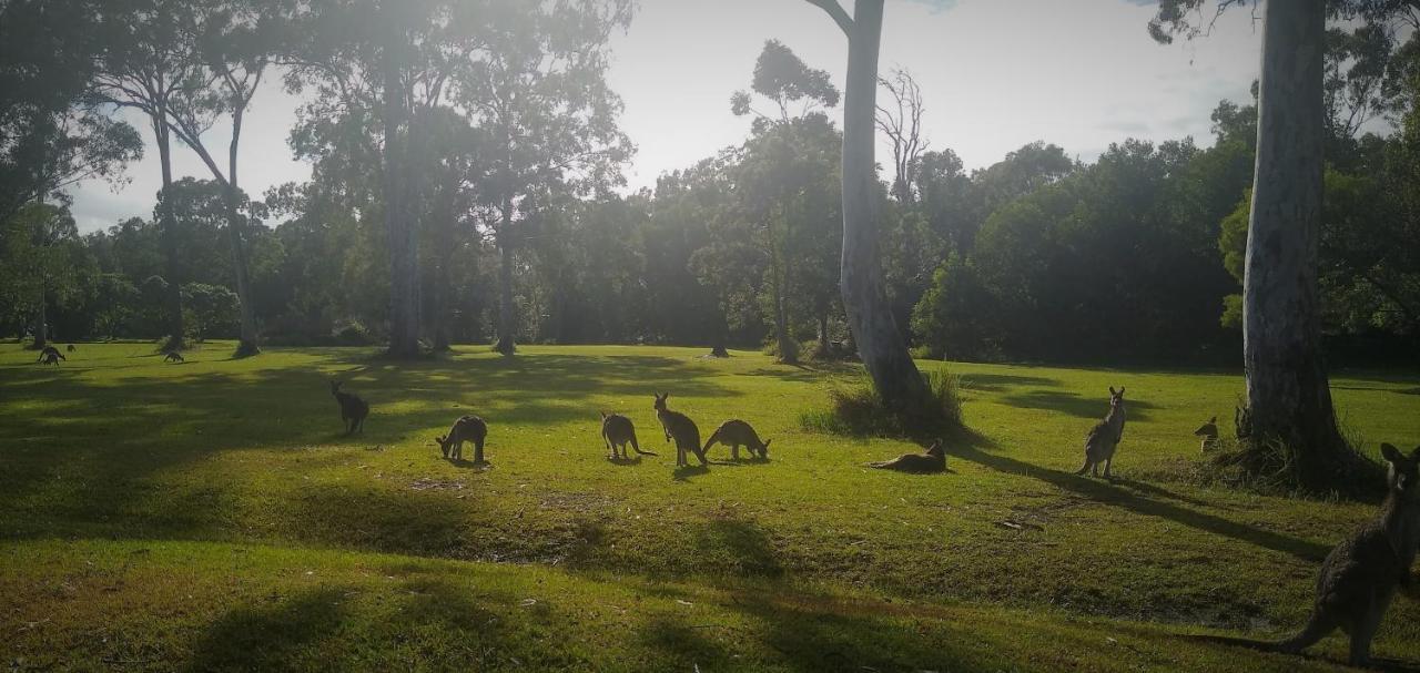 Lake Weyba Noosa Lodge & Kangaroos Peregian Beach Zewnętrze zdjęcie