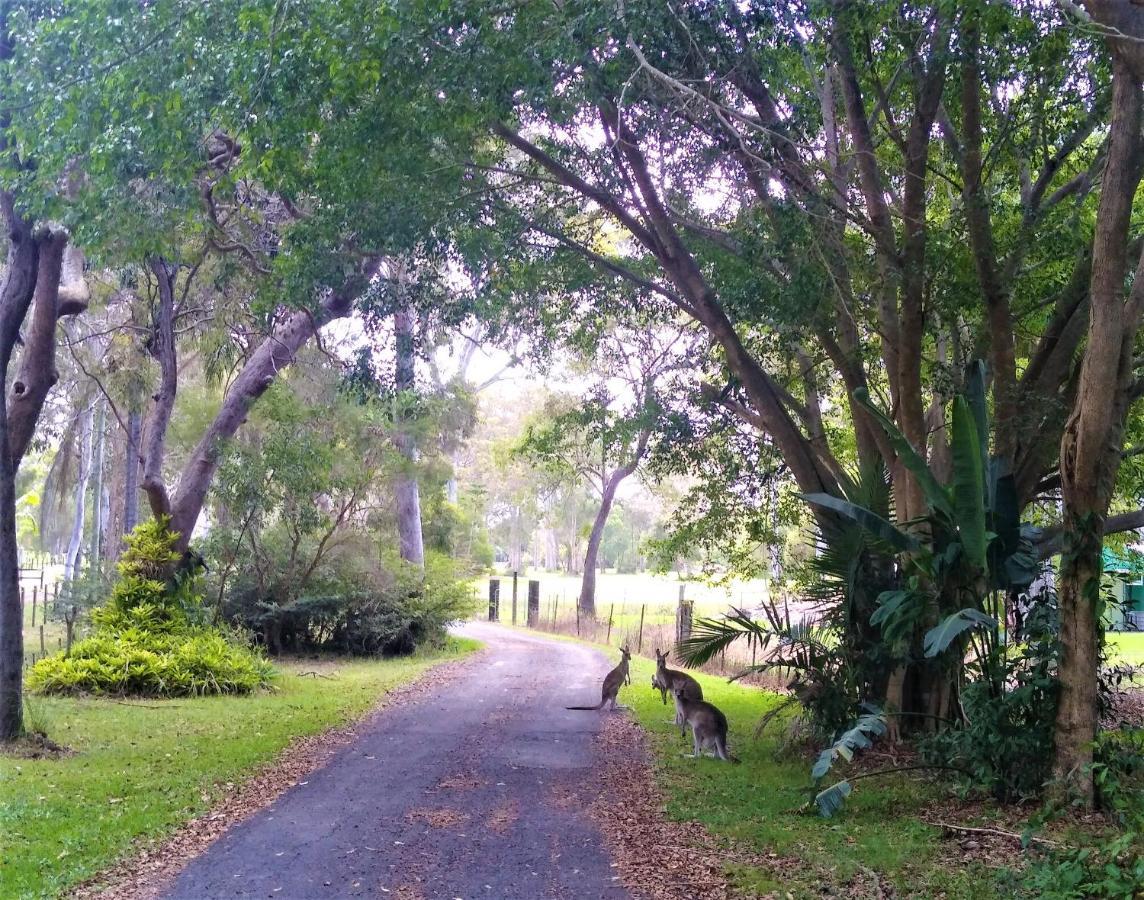 Lake Weyba Noosa Lodge & Kangaroos Peregian Beach Zewnętrze zdjęcie